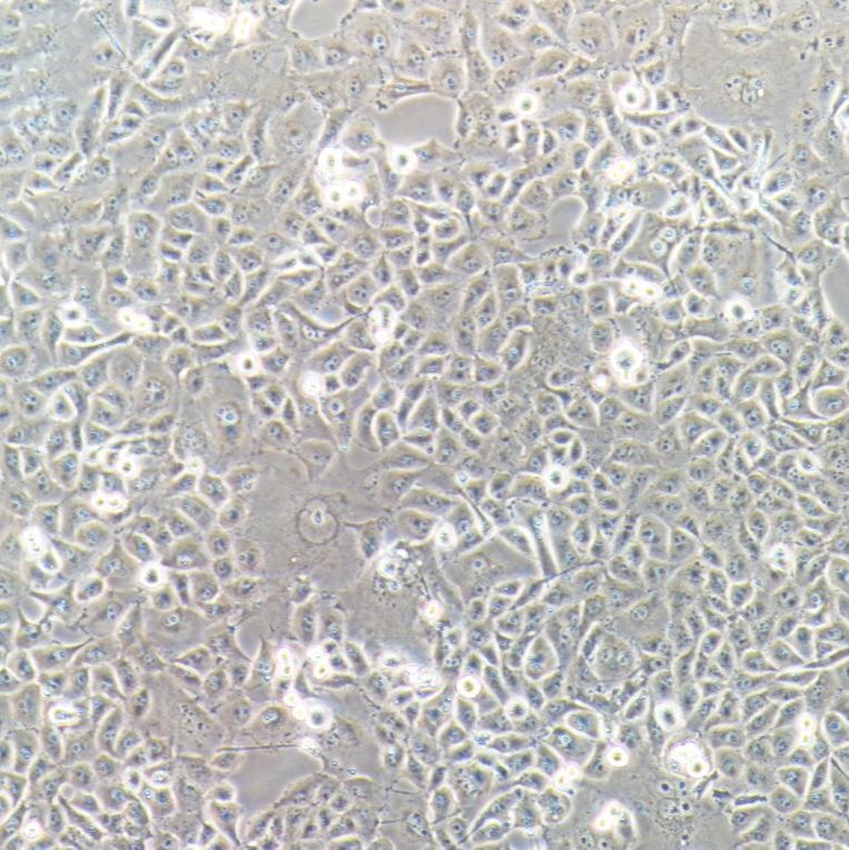 LLC-PK-1 猪肾细胞系  镜像绮点（Cellverse）