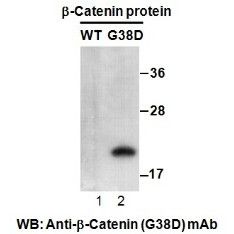 β-catenin (G38D)