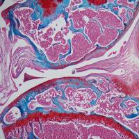 番红固绿染色（动物）