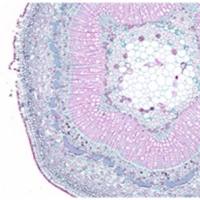 番红固绿染色（植物）
