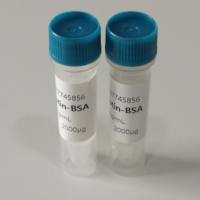 醋酸甲羟孕酮抗体，醋酸甲孕酮单克隆抗体（41H8细胞株）