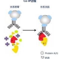 Co-IP检测