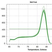 实时荧光定量PCR