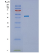 人PLA2G7重组蛋白