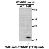 CTNNB1(T41I)