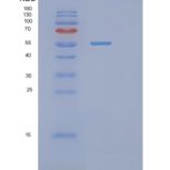 大肠杆菌phrB重组蛋白