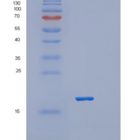 小鼠血小板受体Gi24重组蛋白
