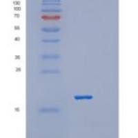 小鼠血小板受体Gi24重组蛋白