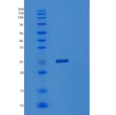 人POLR3H重组蛋白