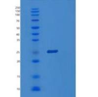 人POLR3H重组蛋白