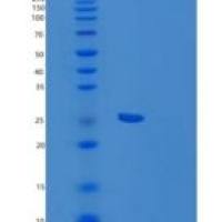 人PMF1-BGLAP重组蛋白