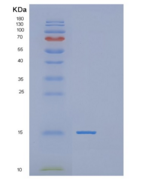 人POLR2J重组蛋白