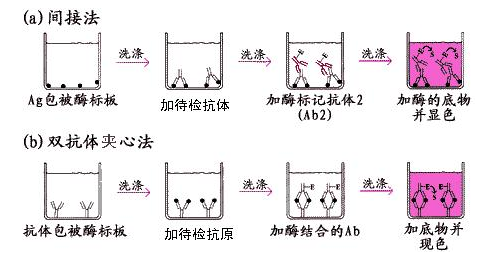 实验分享 | 双抗体夹心法ELISA实验操作指南