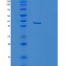 人磷脂爬行酶1(PLSCR1)重组蛋白 Recombinant Phospholipid Scramblase 1 (PLSCR1)
