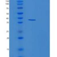 人磷脂爬行酶1(PLSCR1)重组蛋白 Recombinant Phospholipid Scramblase 1 (PLSCR1)