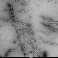 Tau dGAE(297-391)模拟AD前体原纤维(无肝素辅助聚集)