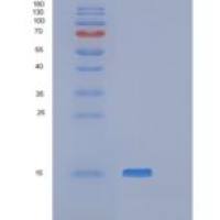 人POLR2J3重组蛋白