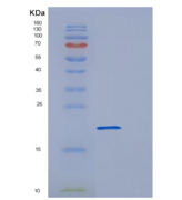 人POLR2H重组蛋白