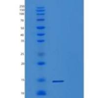 人POLR3K重组蛋白