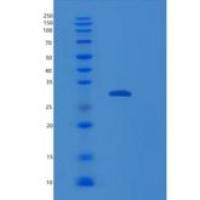 小鼠磷酸甘油酸变位酶1(PGAM1)重组蛋白