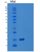 人POLD4重组蛋白