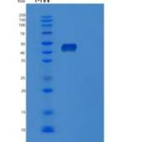 人蛋白O-岩藻糖基转移酶1(POFUT1)重组蛋白