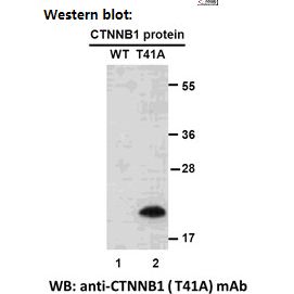 CTNNB1(T41A)