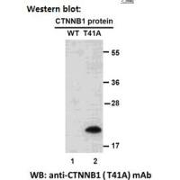 CTNNB1(T41A)