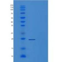 人POLE3重组蛋白