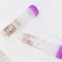 超低温冷冻CD1小鼠肝细胞，美国原装进口