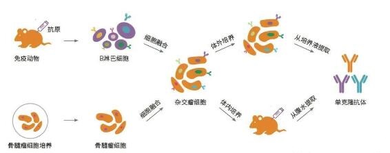 单克隆抗体的四种制备技术论述