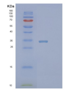 人Pirin蛋白(PIR)重组蛋白