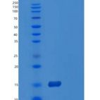 人POLD4重组蛋白