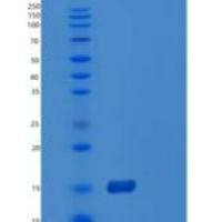 人POLD4重组蛋白