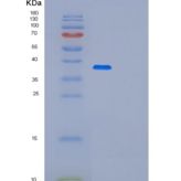 人PLCXD3重组蛋白