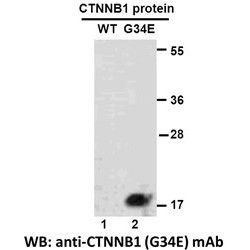 CTNNB1(G34E) 