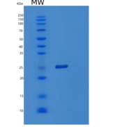 人POLR3H重组蛋白