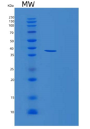 人磷脂爬行酶1(PLSCR1)重组蛋白 Recombinan