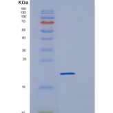 人POLR2H重组蛋白