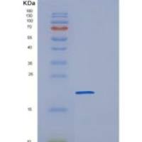 人POLR2H重组蛋白