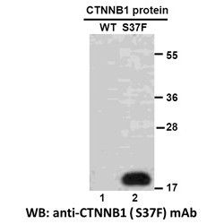 CTNNB1(S37F) 