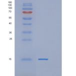 人POLR2J重组蛋白