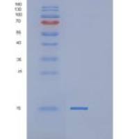 人POLR2J重组蛋白