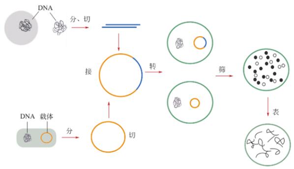 重组蛋白产品溶解步骤及其促溶标签特点