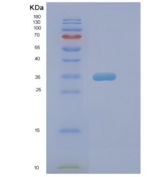 人Pim-2原癌基因(PIM2)重组蛋白