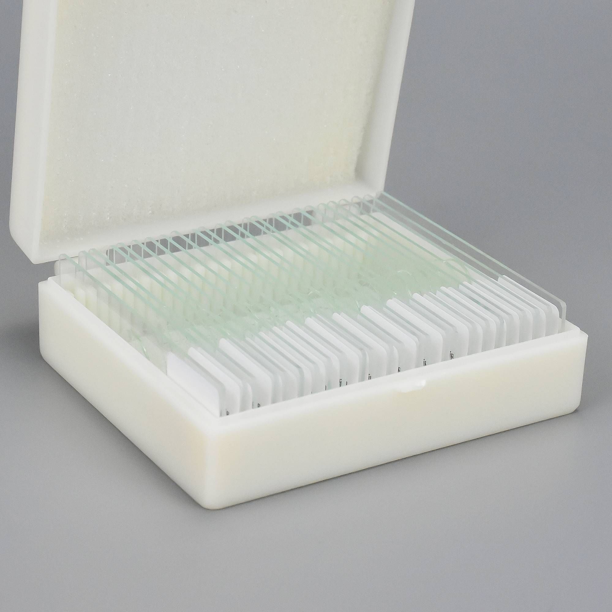 猪巨吻棘头虫虫卵玻片