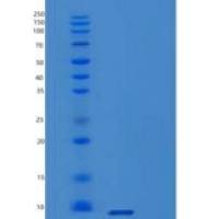 人POLR2K重组蛋白