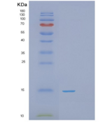 人磷酸组氨酸性磷酸酶1(PHPT1)重组蛋白