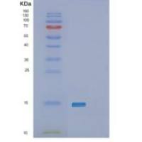 人PLAC8重组蛋白