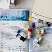 兔磷酸化蛋白激酶C(P-PKC)ELISA试剂盒